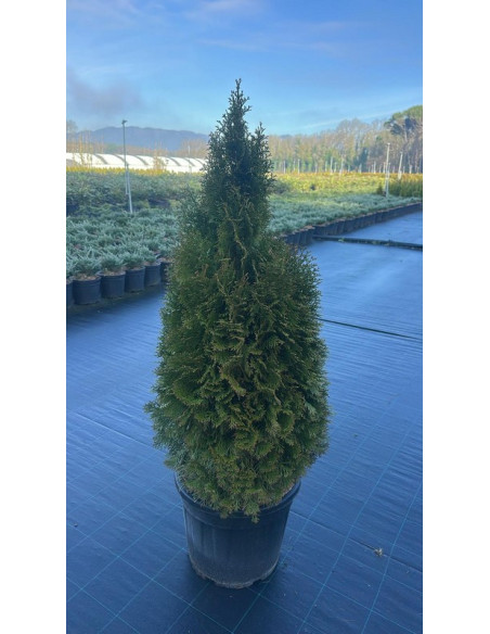 THUJA OCCIDENTALIS ESMERALDA T30LT 140/150CM