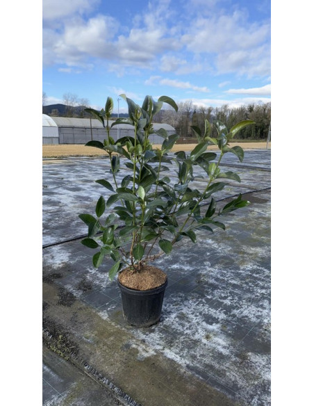 VIBURNUM LUCIDUM T10LT