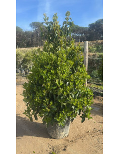 VIBURNUM LUCIDUM T50LT 140/160CM