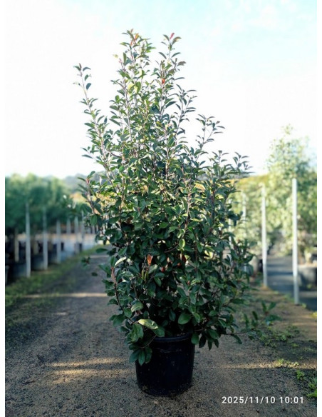 PHOTINIA RED ROBIN T70LT 250CM