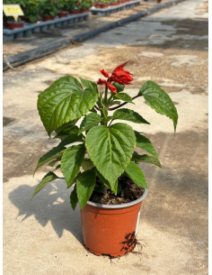 SALVIA SPLENDENS T11CM