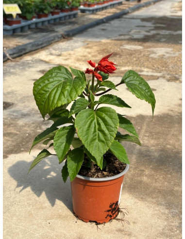 SALVIA SPLENDENS T11CM