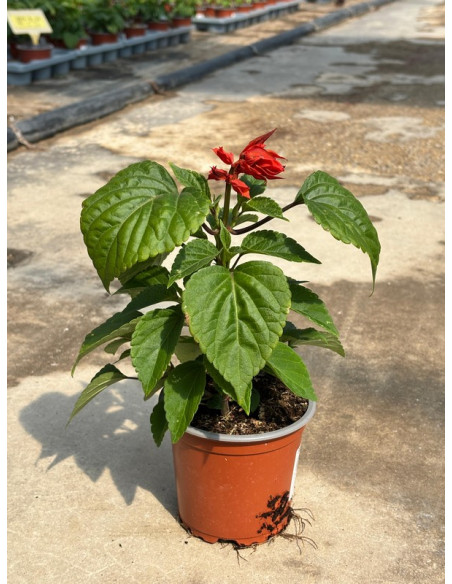 SALVIA SPLENDENS T11CM