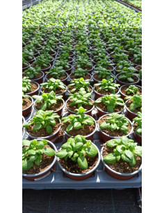 OCIMUM BASILICUM PESTO T11CM ALFABREGA PESTO