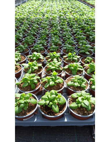 OCIMUM BASILICUM PESTO T11CM ALFABREGA PESTO