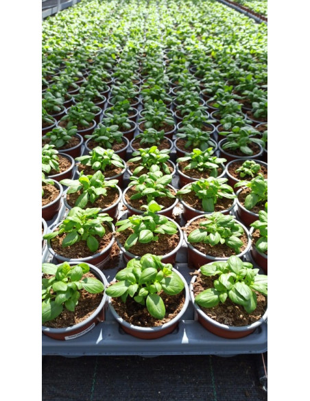 OCIMUM BASILICUM PESTO T11CM ALFABREGA PESTO