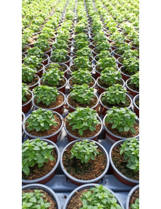 OCIMUM BASILICUM SPYCE T11CM ALFABREGA COMPACTA