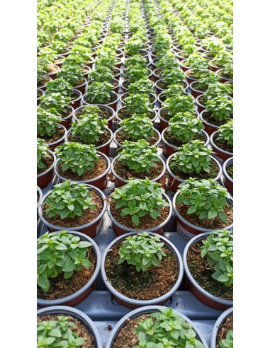 OCIMUM BASILICUM SPYCE T11CM ALFABREGA COMPACTA