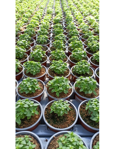 OCIMUM BASILICUM SPYCE T11CM ALFABREGA COMPACTA