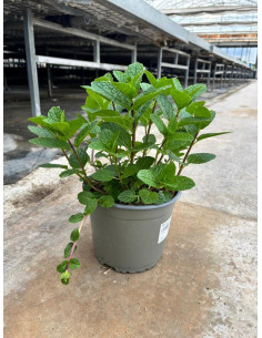 MENTHA SATIVA T17CM
