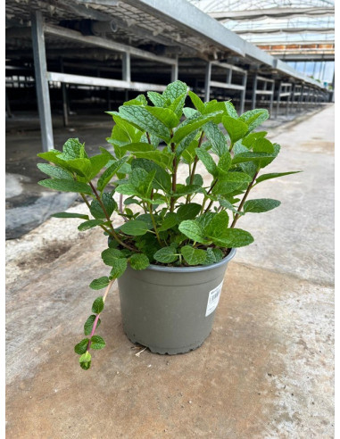 MENTHA SATIVA T17CM