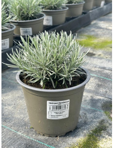 HELICHRYSUM ITALICUM CURRY T14CM