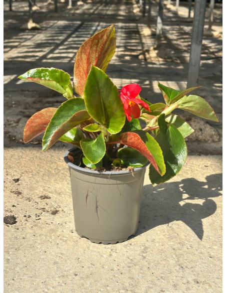 BEGONIA DRAGON WING T13CM