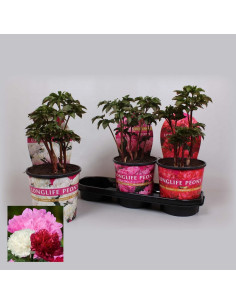PAEONIA MIXTA T19CM