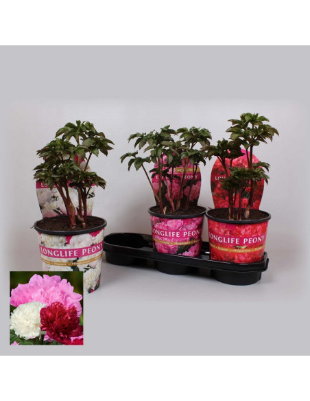 PAEONIA MIXTA T19CM