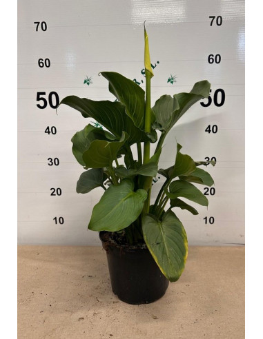 ZANTEDESCHIA AETHIOPICA T3LT CALA PAIS