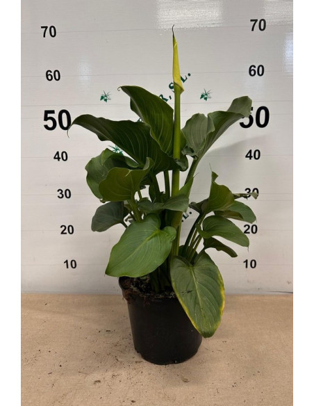 ZANTEDESCHIA AETHIOPICA T3LT CALA PAIS