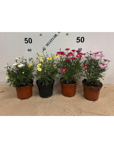 ARGYRANTHEMUN FRUTESCENS T2LT MARGARITA 2