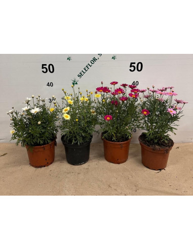 ARGYRANTHEMUN FRUTESCENS T2LT MARGARITA