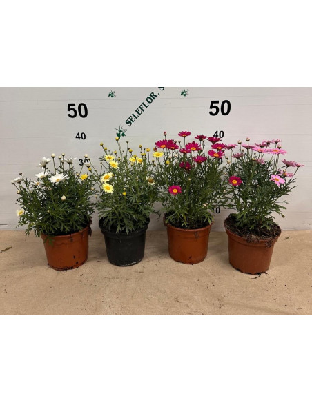 ARGYRANTHEMUN FRUTESCENS T2LT MARGARITA