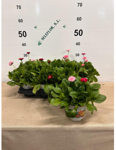 BELLIS PERENNIS TRIO 14 2