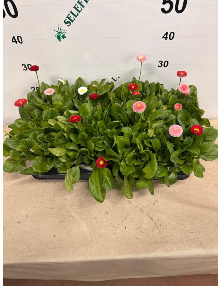 BELLIS PERENNIS TRIO 14