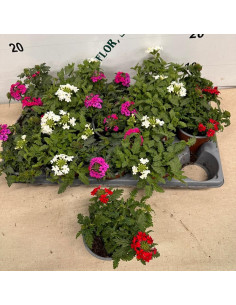 VERBENA REPENS T11CM 2
