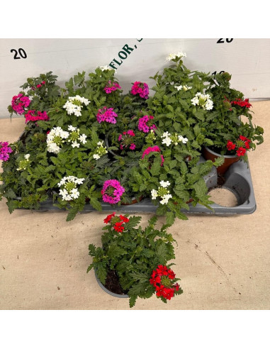 VERBENA REPENS T11CM