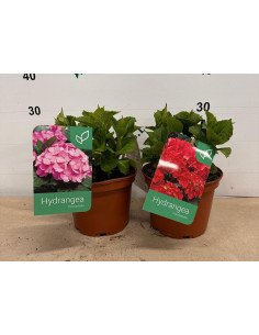 HYDRANGEA MACROPHYLLA T3LT HORTENSIA DEL TEMPS