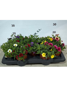 CALIBRACHOA HIBRIDA T13CM