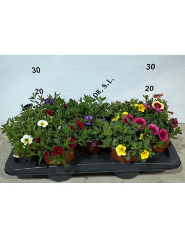 CALIBRACHOA HIBRIDA T13CM