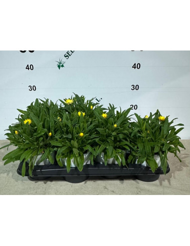 BRACTEANTA T15CM -INMORTALS