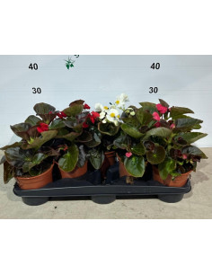 BEGONIA BOLIVIENSIS T13CM