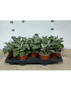 CINERARIA MARITIMA T13CM