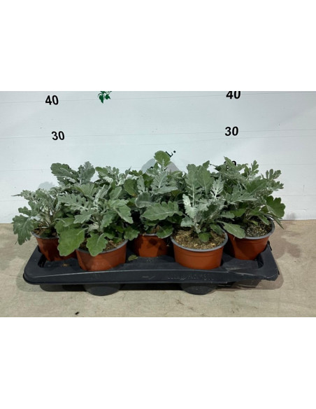 CINERARIA MARITIMA T13CM