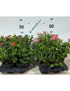 PELARGONIUM HEDERAEFOLIA REI T13CM REI BALCO FLOR SENZILLA