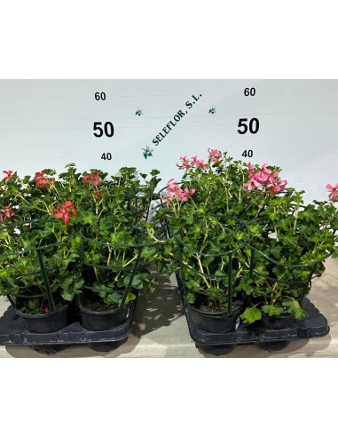 PELARGONIUM HEDERAEFOLIA REI T13CM REI BALCO FLOR SENZILLA