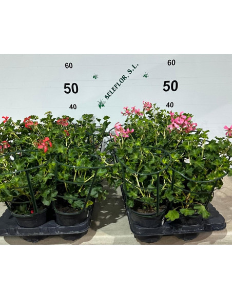 PELARGONIUM HEDERAEFOLIA REI T13CM REI BALCO FLOR SENZILLA