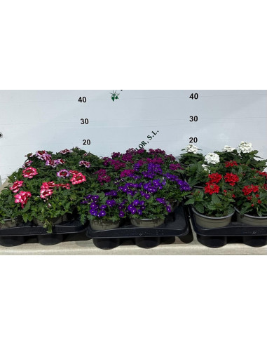 VERBENA HIBRIDA T13CM