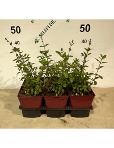 SALVIA MICROPHYLLA ROYAL BUMBLE T2LT