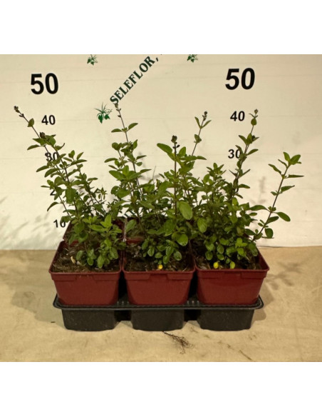 SALVIA MICROPHYLLA ROYAL BUMBLE T2LT