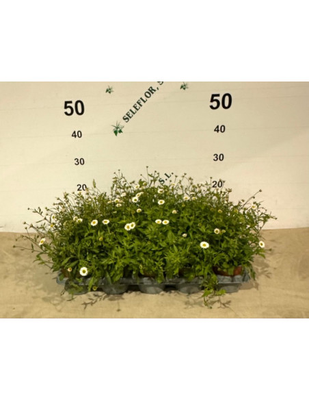 ERIGERON KARVINSKIANUS T10,5CM WITADINEA