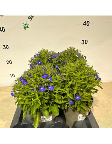LOBELIA ERINUS T13CM