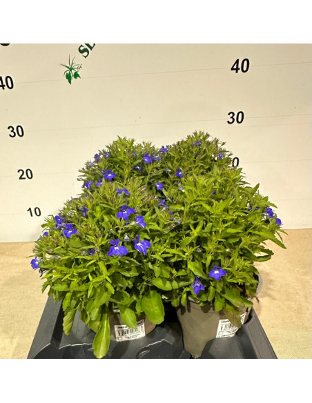 LOBELIA ERINUS T13CM