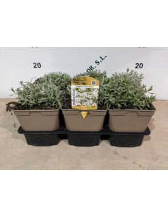 CERASTIUM TOMENTOSUM T2LT
