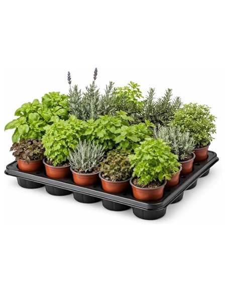 AROMATICA I CULINARIA MIXTA T11CM