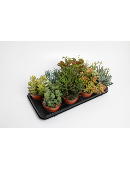 SUCULENTAS IMP T12CM PPTEST