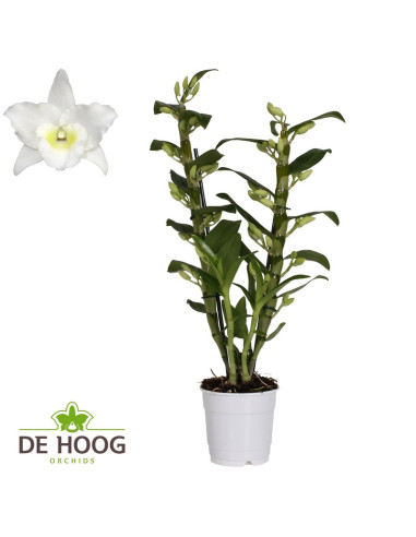 DENDROBIUM NOBILE T12CM BLANC