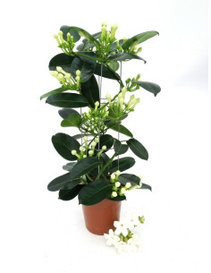 STEPHANOTIS T12CM