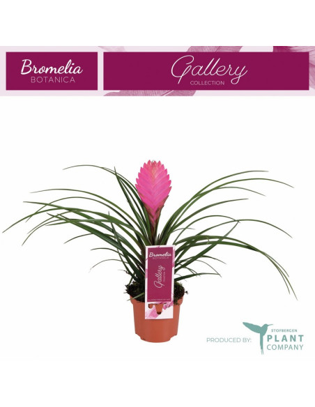 TILLANDSIA CYANEA ANITA T9CM